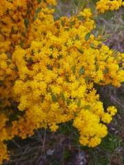 Acacia buxifolia