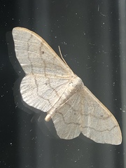 Idaea aversata
