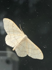 Idaea aversata