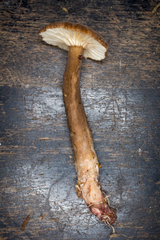 Lactarius plinthogalus