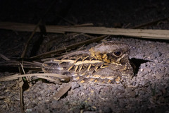 Caprimulgus asiaticus