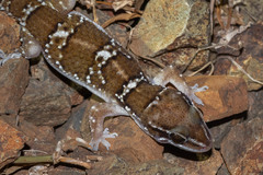 Hemidactylus sahgali