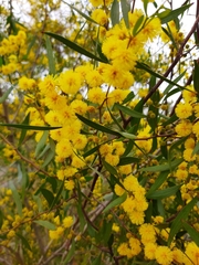 Acacia verniciflua