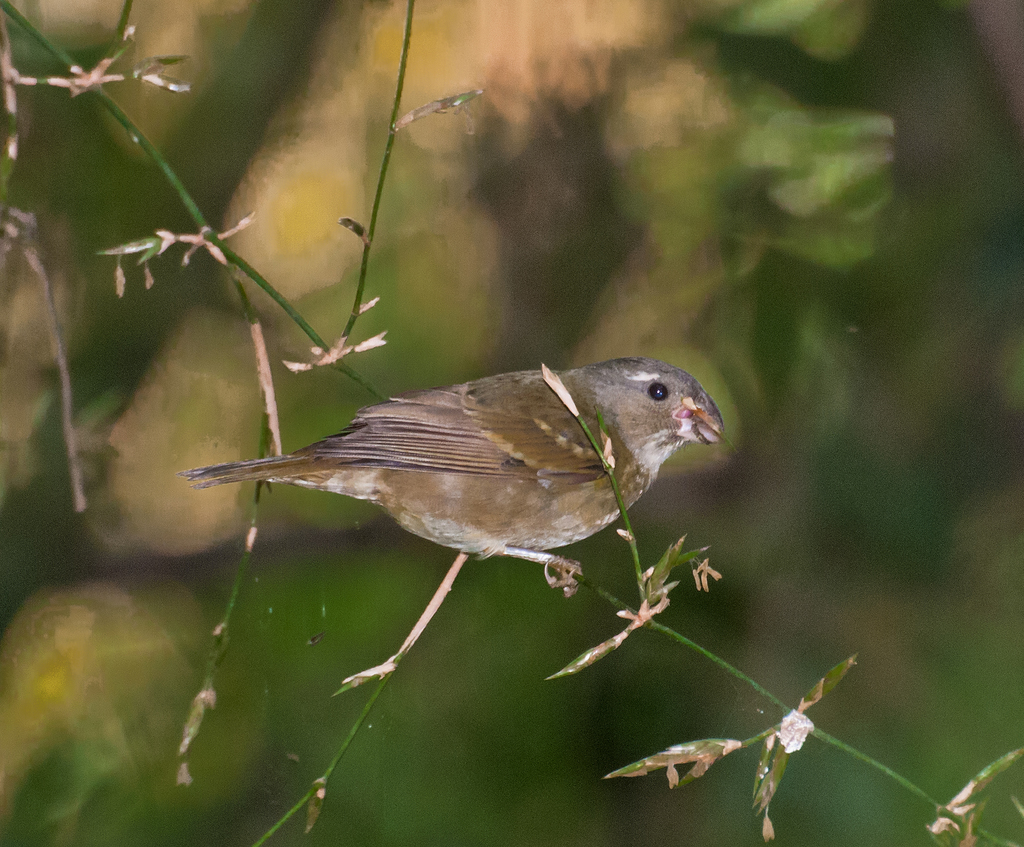 Buffy-fronted Seedeater (Sporophila frontalis) photo