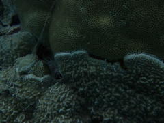 Porites rus