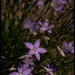 Chaparral Harebell - Photo (c) 2001 California Academy of Sciences, some rights reserved (CC BY-NC-SA)