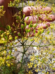 Ferulago galbanifera