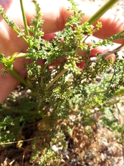 Ferulago galbanifera