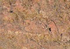 Phoeniculus purpureus angolensis