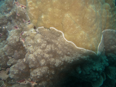 Porites rus