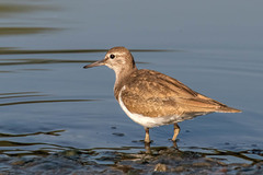 Actitis hypoleucos