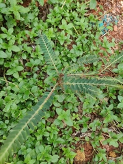 Phyllanthus niruri