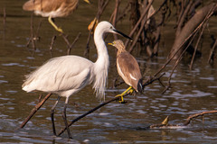 Egretta garzetta