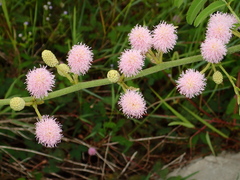 Mimosoideae