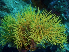 Melithaea