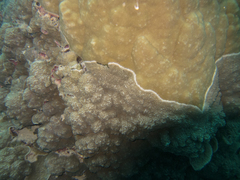Porites rus