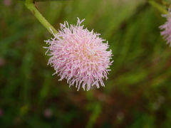 Mimosoideae