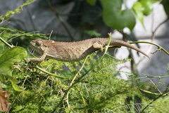 Bradypodion ventrale