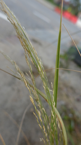 Eragrostis tef iNat (2)