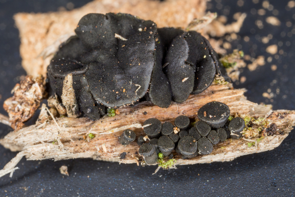 Lesser Licorice Cups