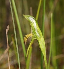 Pterostylis tasmanica