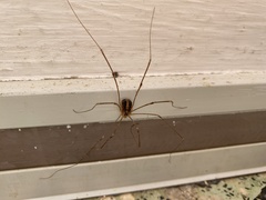 Cosmobunus granarius