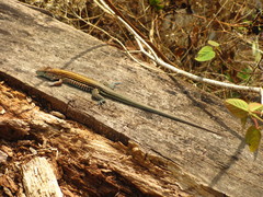 Aspidoscelis lineattissimus