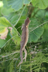 Bradypodion ventrale