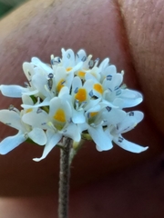 Phyllopodium rustii