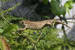 Bradypodion ventrale