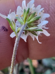 Phyllopodium rustii