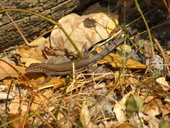 Aspidoscelis lineattissimus