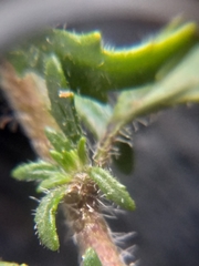 Phyllopodium rustii