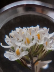 Phyllopodium rustii