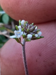 Phyllopodium rustii