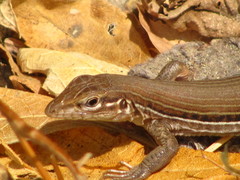 Aspidoscelis lineattissimus