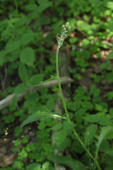 Hieracium subpellucidum