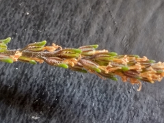 Phyllopodium rustii