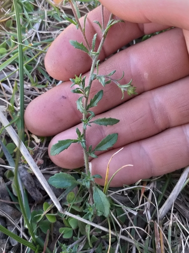Image of Phyllopodium rustii by (c) kevin koen, some rights reserved (CC BY-SA)