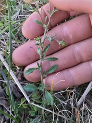 Phyllopodium rustii