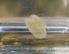 Leptoplana tremellaris