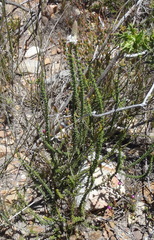 Selago myriophylla