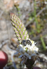 Selago myriophylla