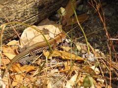 Aspidoscelis lineattissimus