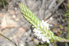 Selago myriophylla