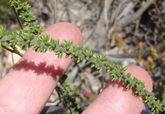 Selago myriophylla