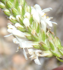 Selago myriophylla
