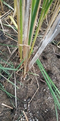 Typha linnaei