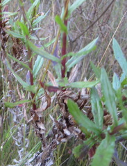 Senecio glastifolius