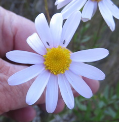 Senecio glastifolius